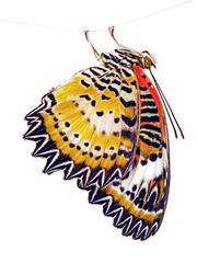 The leopard lacewing butterfly, Cethosia cyane, is hanging on a fiber. The bright orange butterfly is isolated on white background. Marking on the wings look like lace or ligature script.
