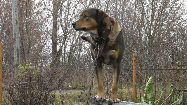guard dog, tied on a chain
