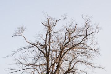 Branch of Dead tree