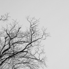 Fototapeta na wymiar Branch of Dead tree