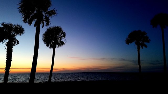 Palm tree silohette at sunset