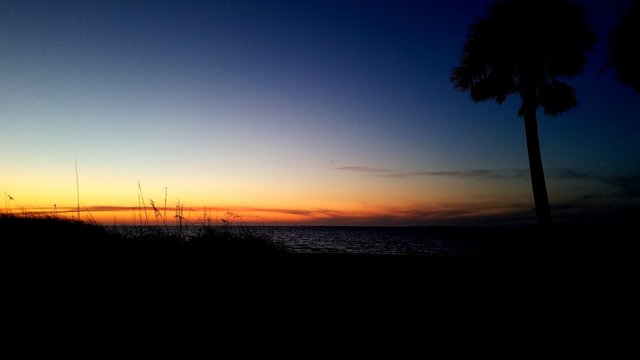 Palm tree silohette at sunset