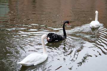 Fototapeta na wymiar Black and White Swans