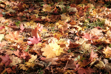 Colorful autumn leaves