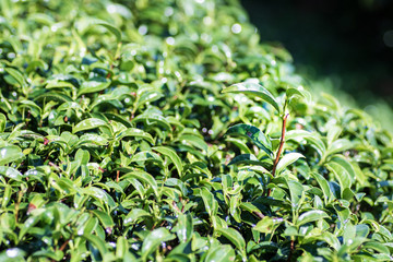Tea plantation in Thailand