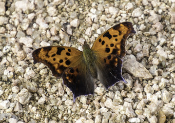 Orange and black Question Mark butterfly sitting on gravel
