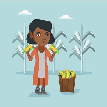 Young african-american farmer standing near basket with corn and holding corn cobs in hands on the background of corn field. Happy farmer collecting corn. Vector cartoon illustration. Square layout.