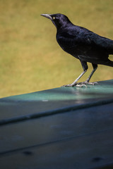 Picnic Black Bird