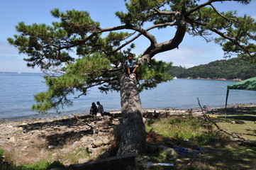 木登りをする少年　公園　アウトドア  笑顔　子供　森