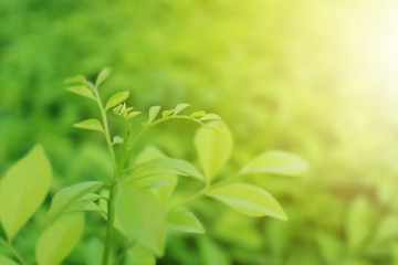 Fototapeta premium Green leaf in garden with sunlight flare. Beautiful nature background for environment friendly concept. Selective focus on leaf.