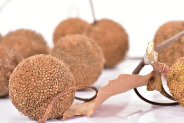 プラタナスの葉と実