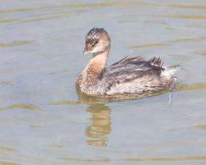 Pied-billed Grebe