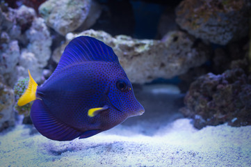 Purple tang marine fish