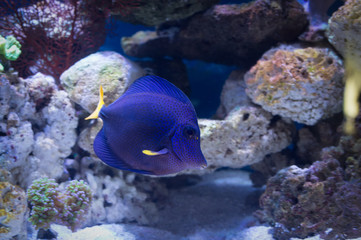 Fototapeta na wymiar Purple tang marine fish