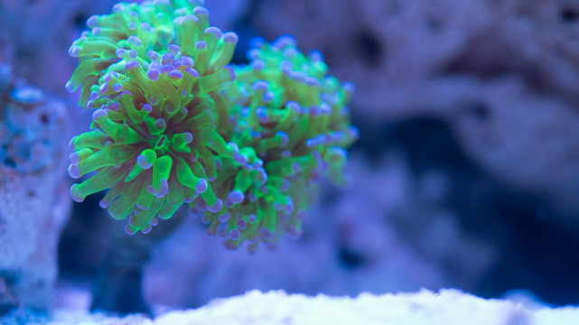 Euphyllia neon green coral