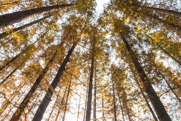 Low angle shot of autumn tree