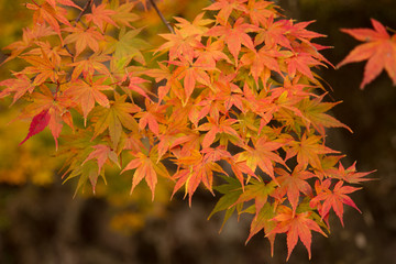紅葉