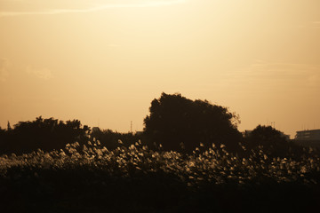 Autumn grass like a broom or pampas