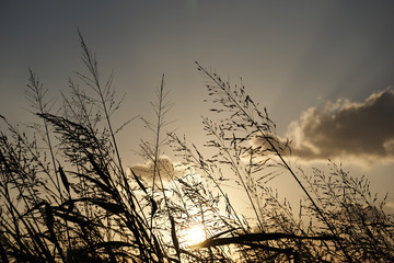 Fall grasses