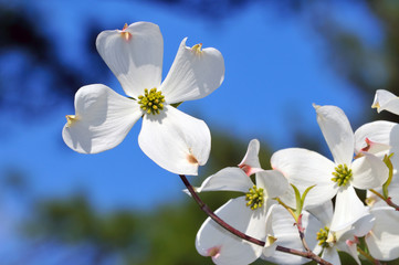 Flowering Dogwood Detail. White Flower Isolated On Blue Sky
