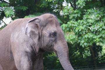 Fototapeta premium An Asian Elephant (Elephas Maximus) Strolling Alone At National Zoo Of Malaysia