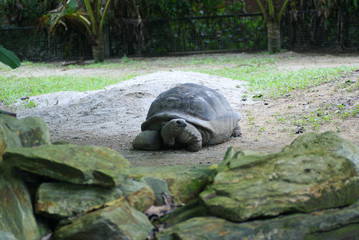 Giant Tortoises Resting In It's Home At National Zoo Of Malaysia
