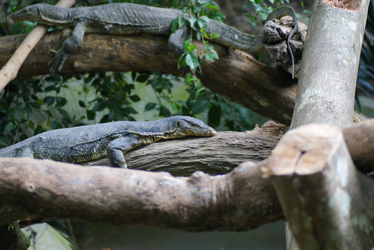 Two Rock Monitor (Varanus Albigularis) Resting Lazily After On Tree At National Zoo Of Malaysia
