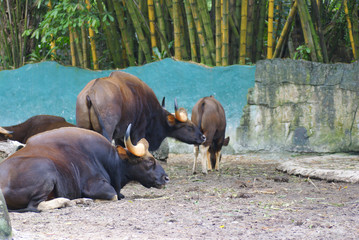 Fototapeta premium Gaurs (Bos Gaurus) Also Called Indian Bison Resting On A Sunny Day In Their Home At National Zoo Of Malaysia