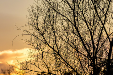Bare branch tree and silhouette against a sunset background