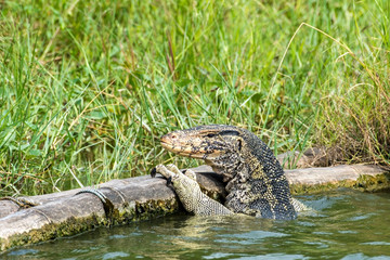 Water monitor or Varanus salvator looking for victims, Thailand