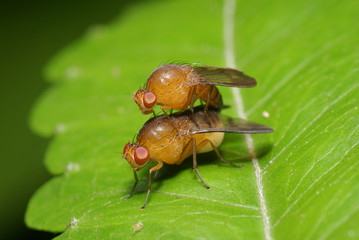 A Close Up Of Two Beautiful Fruit Flies Mating On A Green Leaf With Blurry Background