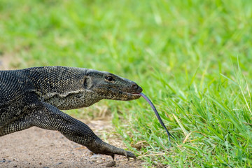 Fototapeta premium Water monitor or Varanus salvator looking for victims, Thailand