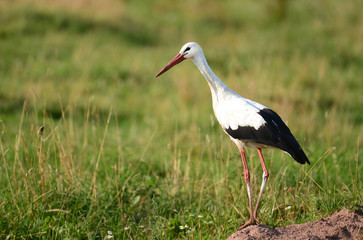 White stork (Ciconia ciconia)
