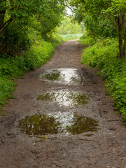 Fototapeta na wymiar Path through a deciduous forest with puddles in springtime