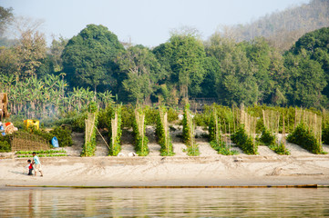 Agriculture on Mekong River - Laos
