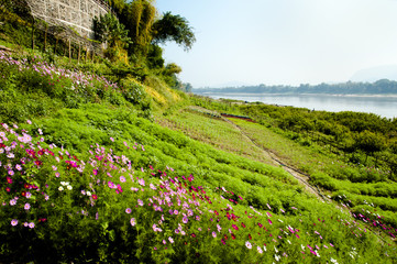 Agriculture on Mekong River - Laos