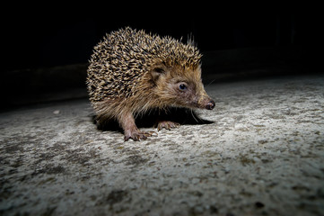 West European Hedgehog © underworld