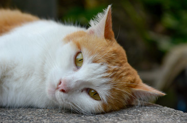  Lovely orange cat