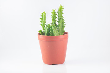 little cactus isolated on white background