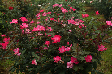 pink rose small flower in the garden