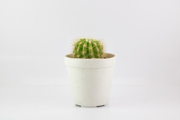 little cactus isolated on white background