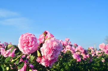 Beautiful pink rose petals with drops of water.