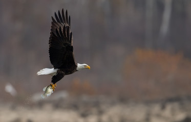 Bald Eagle