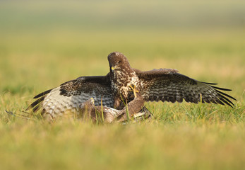 Common buzzard (Buteo buteo)