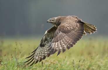 Common buzzard (Buteo buteo)