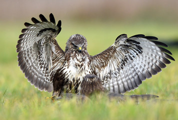 Common buzzard (Buteo buteo)
