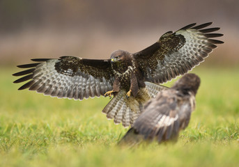 Common buzzard (Buteo buteo)