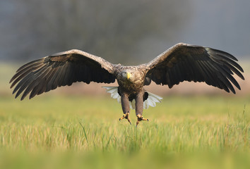 White tailed Eagle (Haliaeetus albicilla)