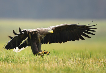 White tailed Eagle (Haliaeetus albicilla)