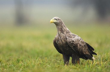 Fototapeta premium White tailed Eagle (Haliaeetus albicilla)